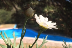 curso-coraje-vivir-2016-escuela-namaste-4
